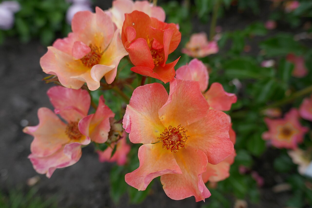 Orange Amorina