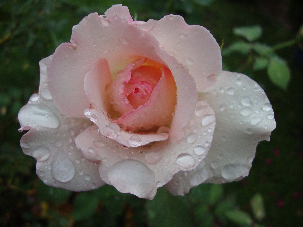 French Perfume
