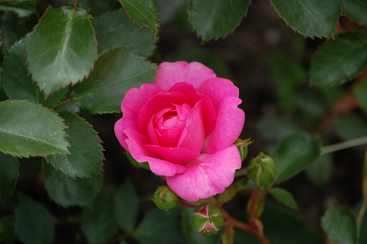 Pink Traumland