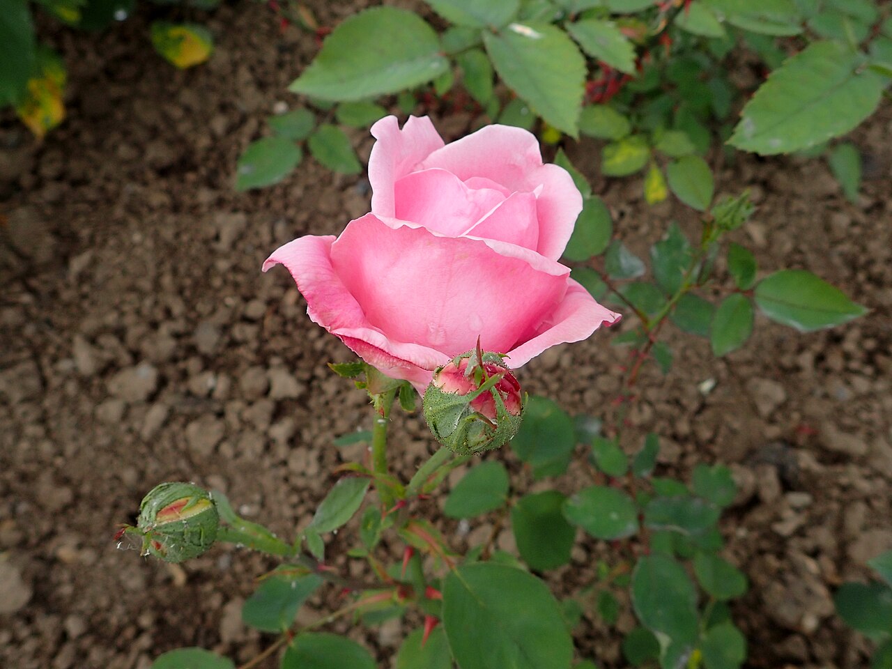 Arabella