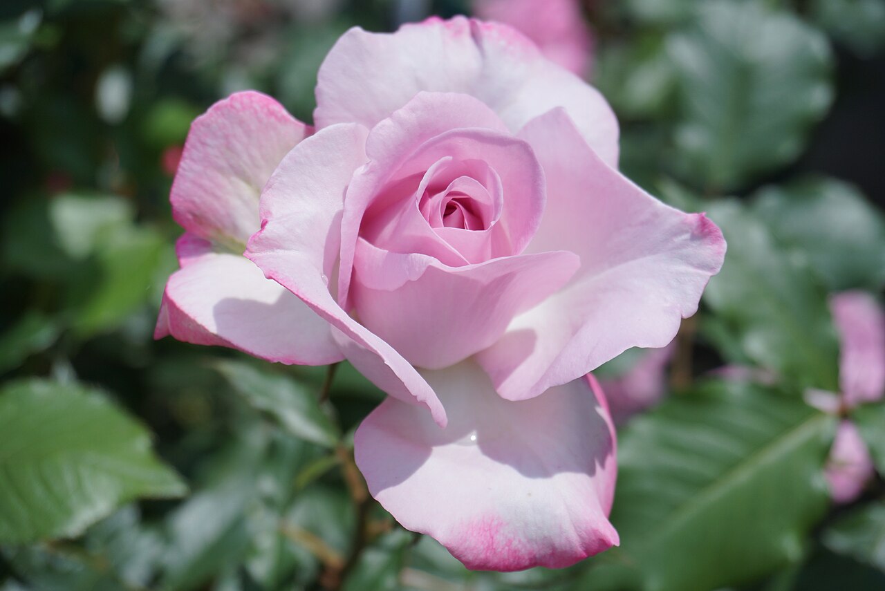 Lilac Beauty