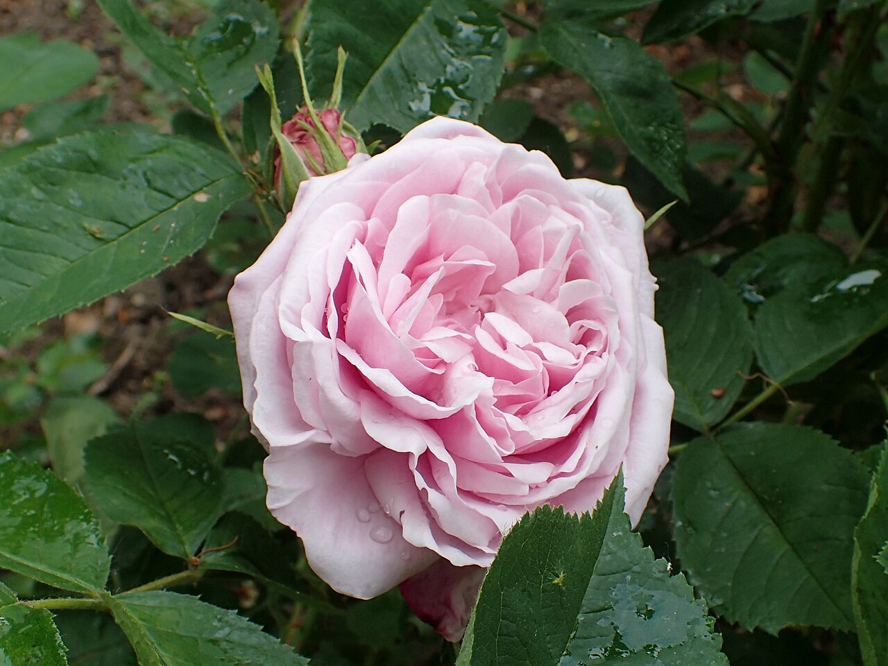 Madame Lefèbvre