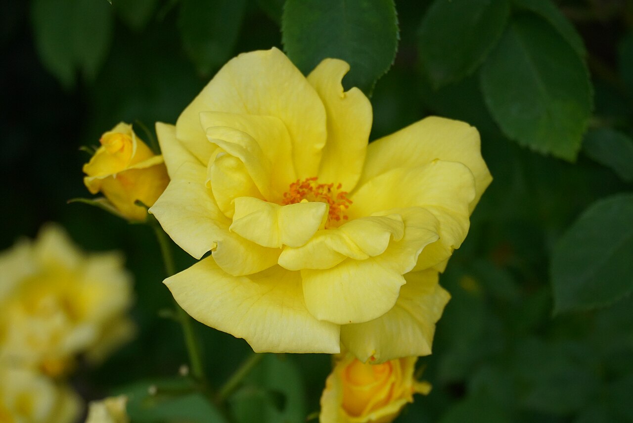 Rimosa