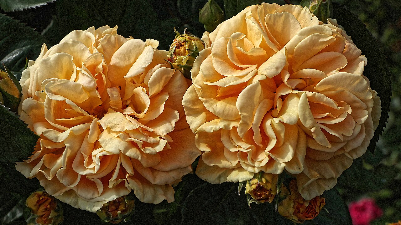 Golden Silk