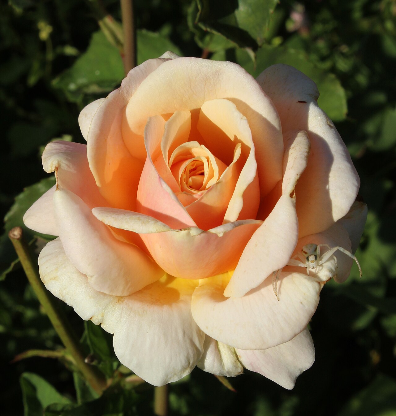 Diamond Jubilee
