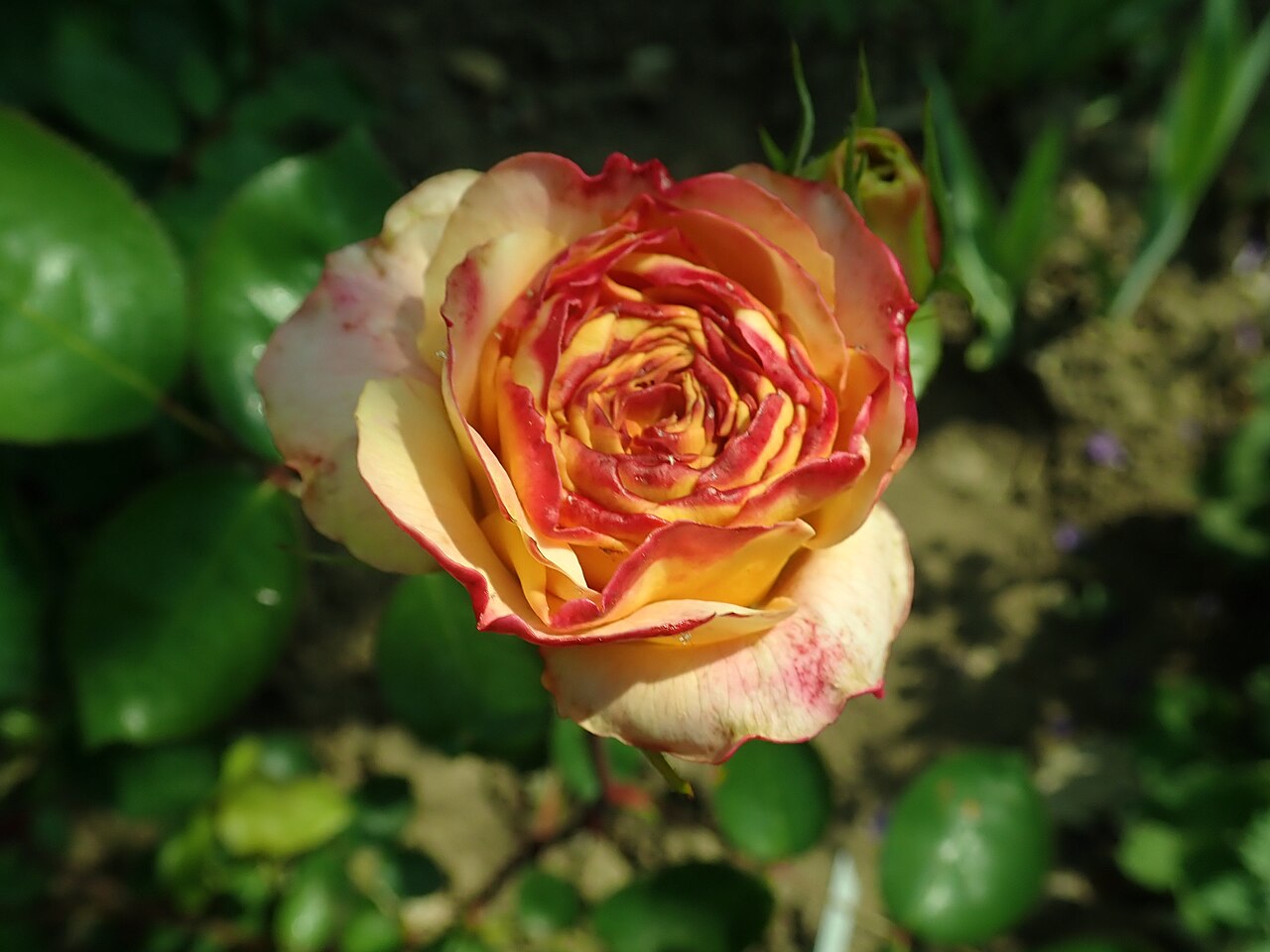 Brigitte von Boch