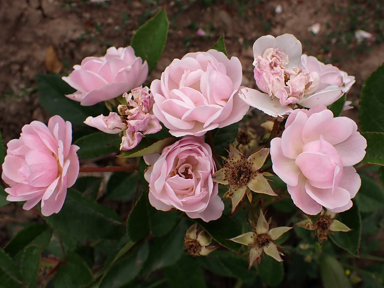 Marie Brissonet
