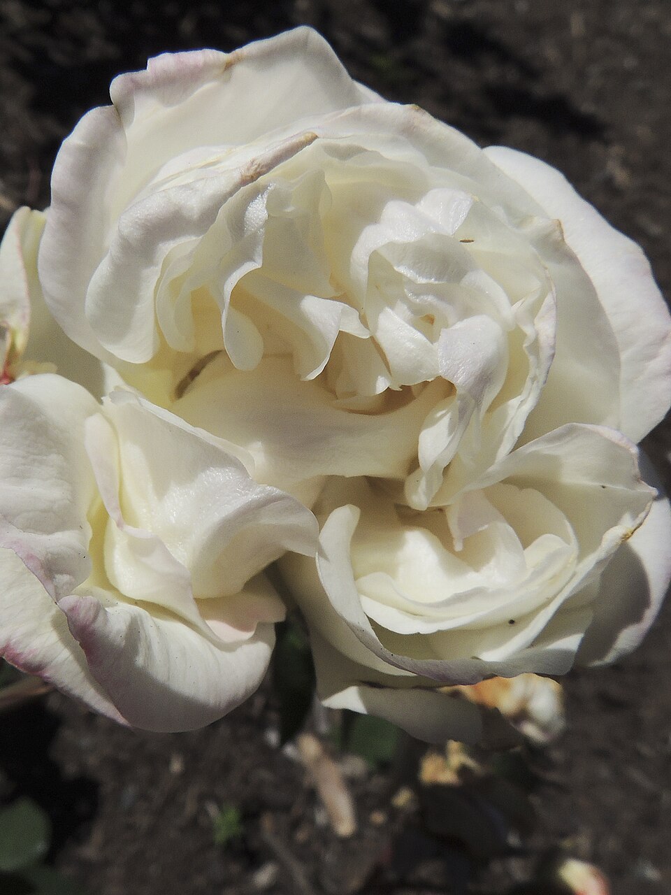 Mademoiselle de Sombreuil