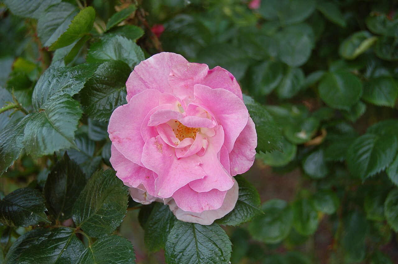 Pink Robusta