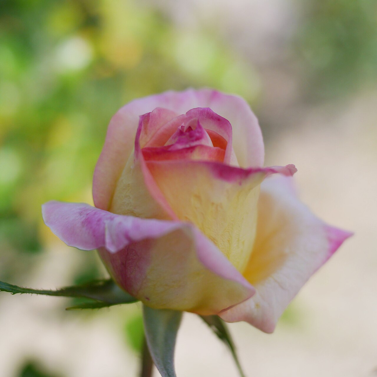 With Love