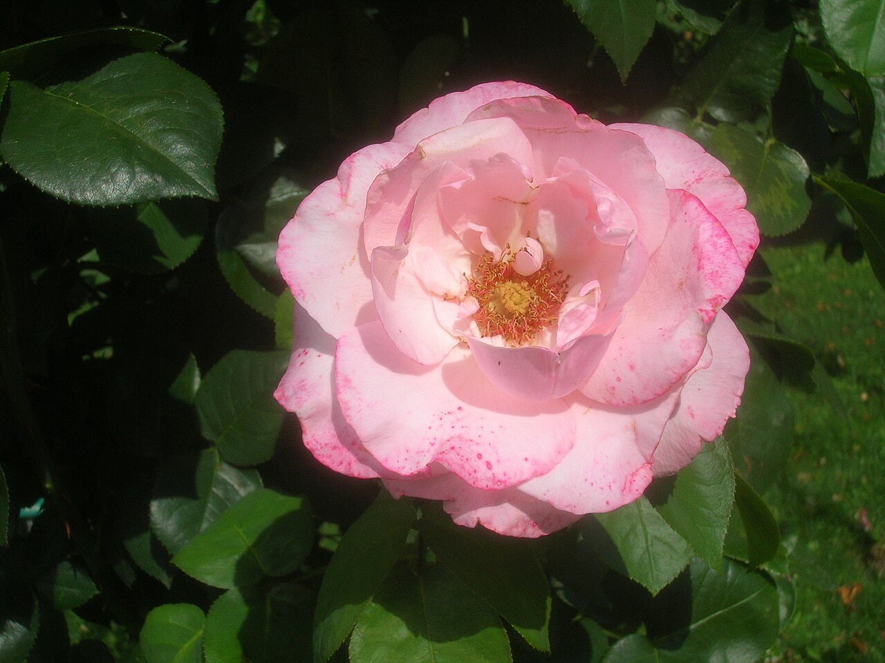 Operettenrose
