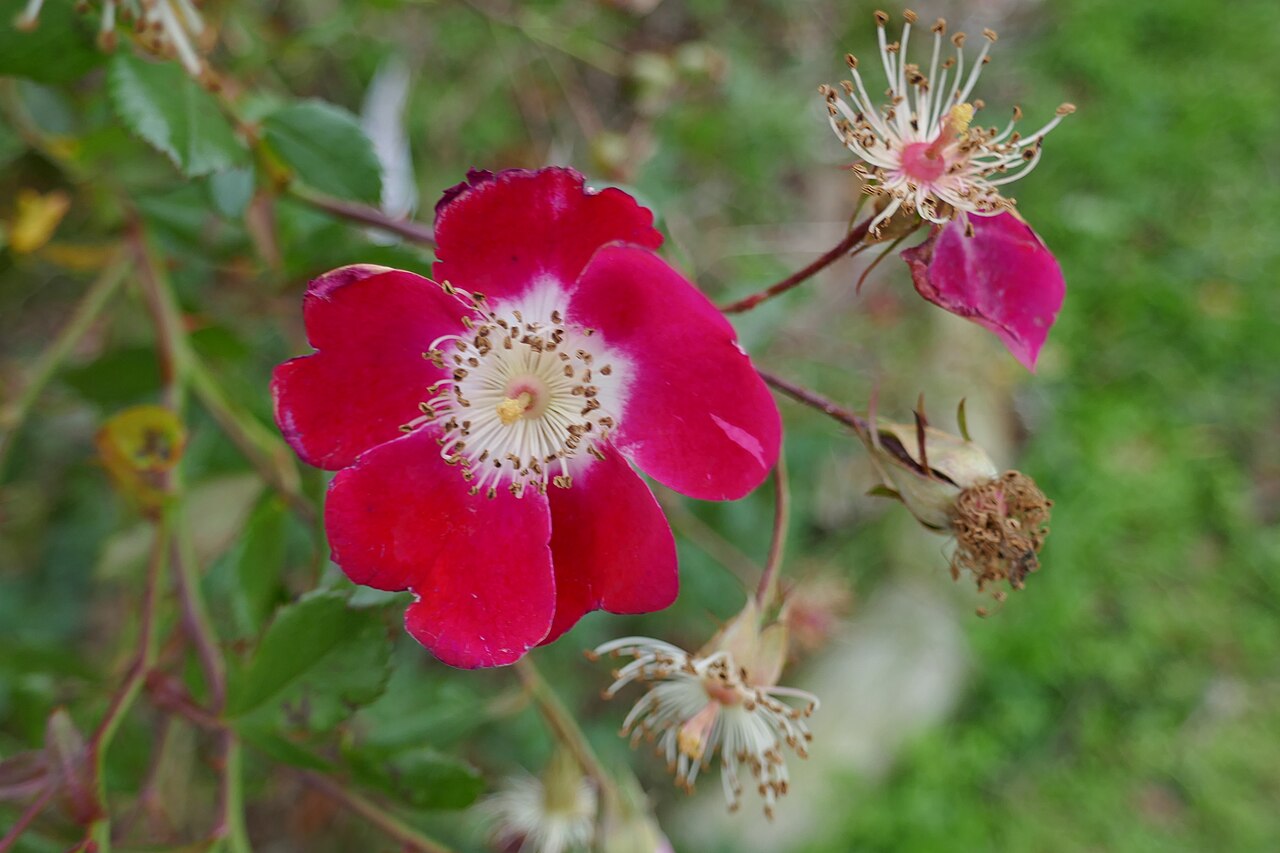 Candia Meillandécor