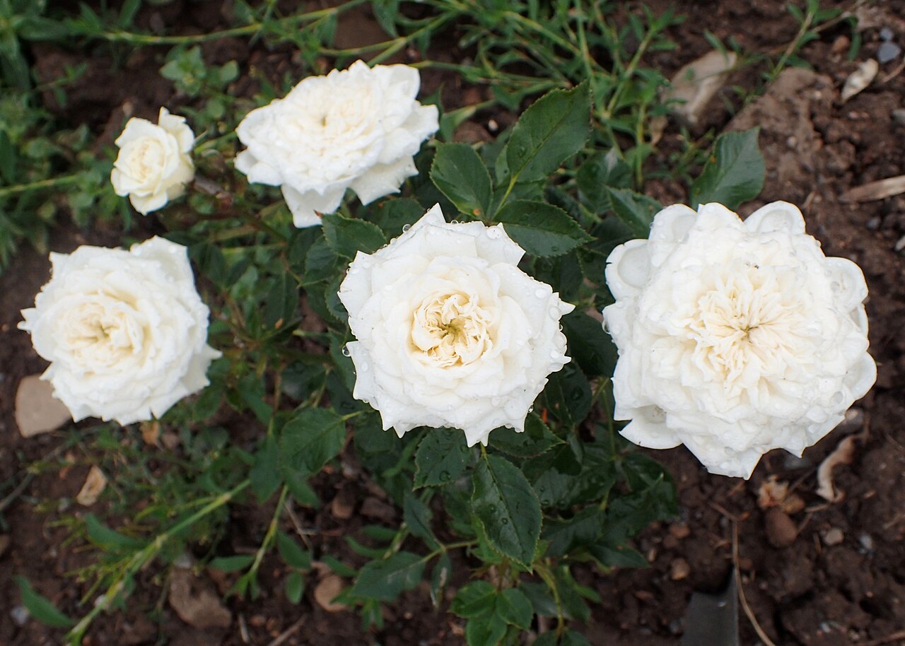 White Gem