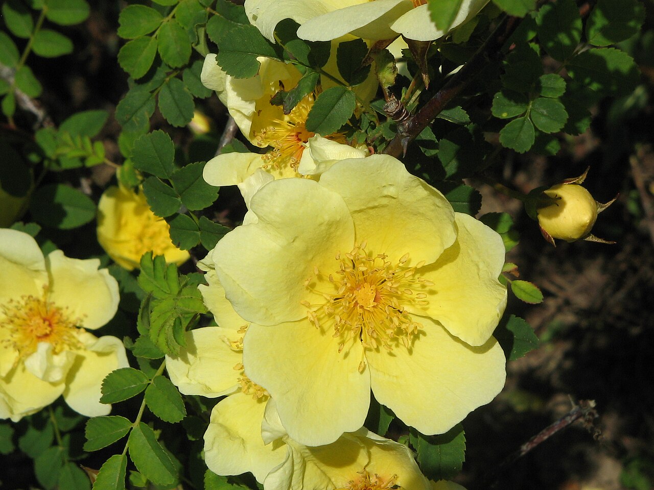 Rosa xanthina 'Canary Bird'