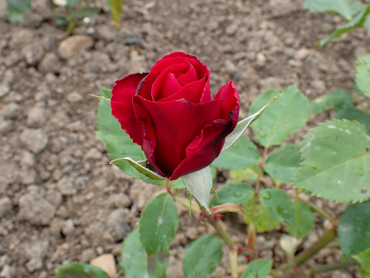 Alcmaria