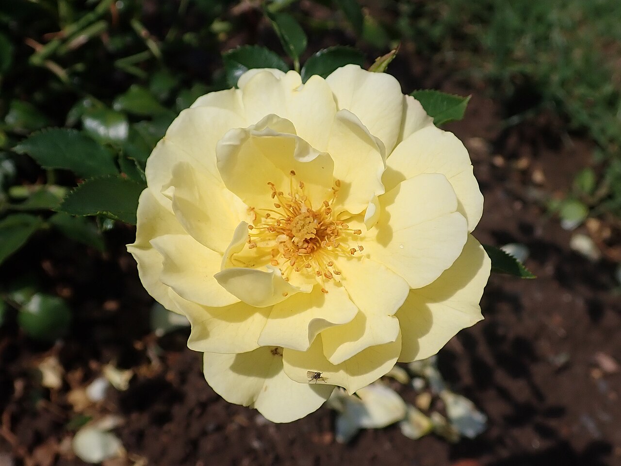 Limesgold