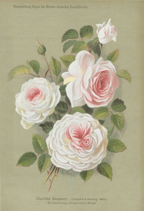Madame Merlon du Thé