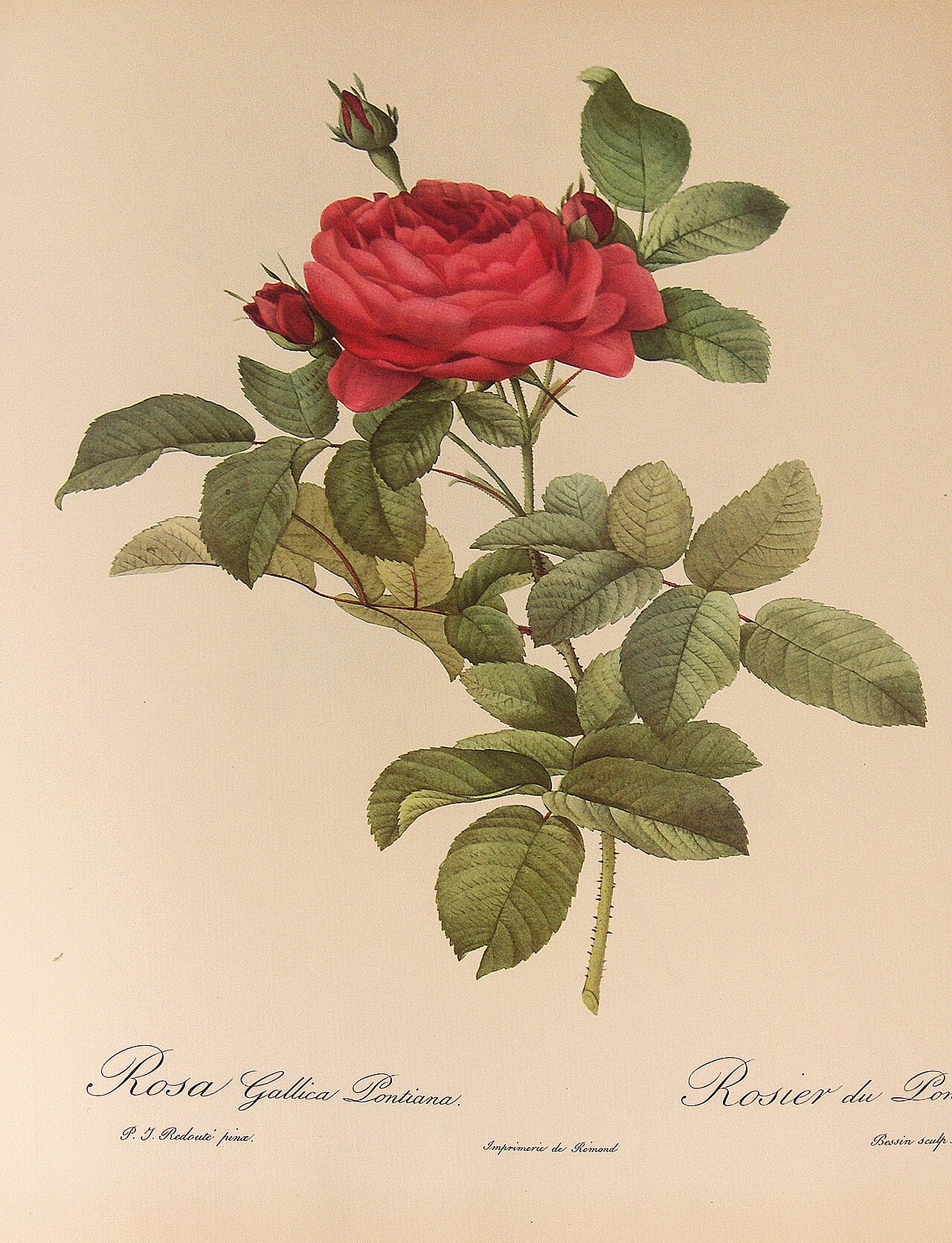 André Du Pont