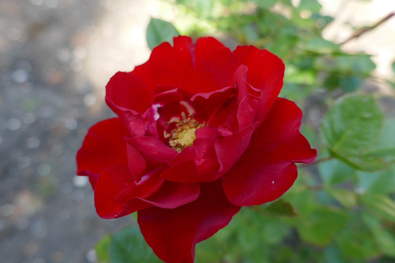 Zwergkönig 78