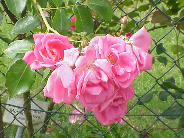 Morning Jewel