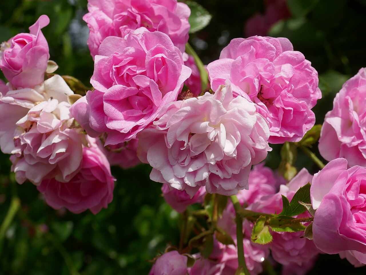 Debutante rose