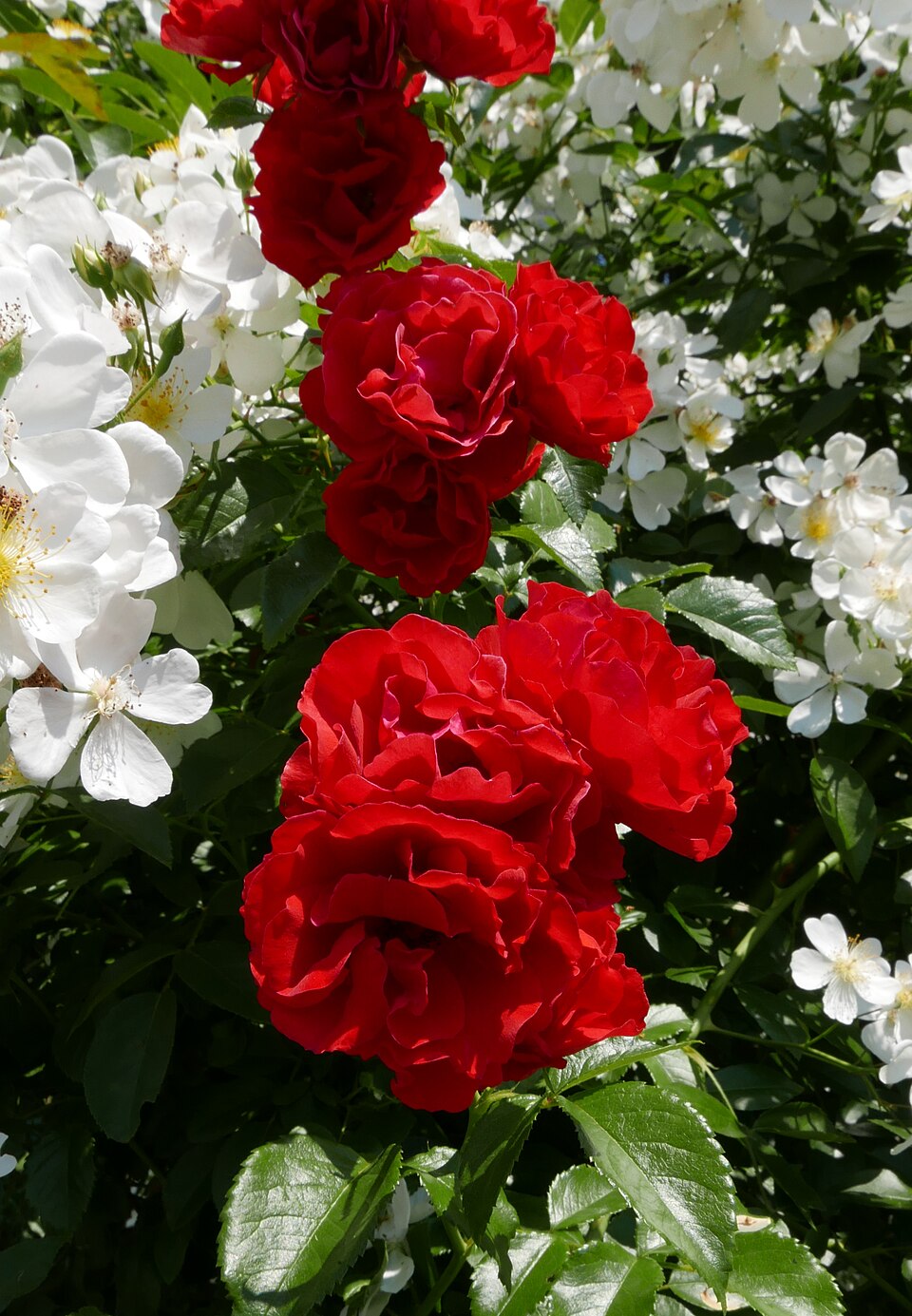 Strombergzauber rose