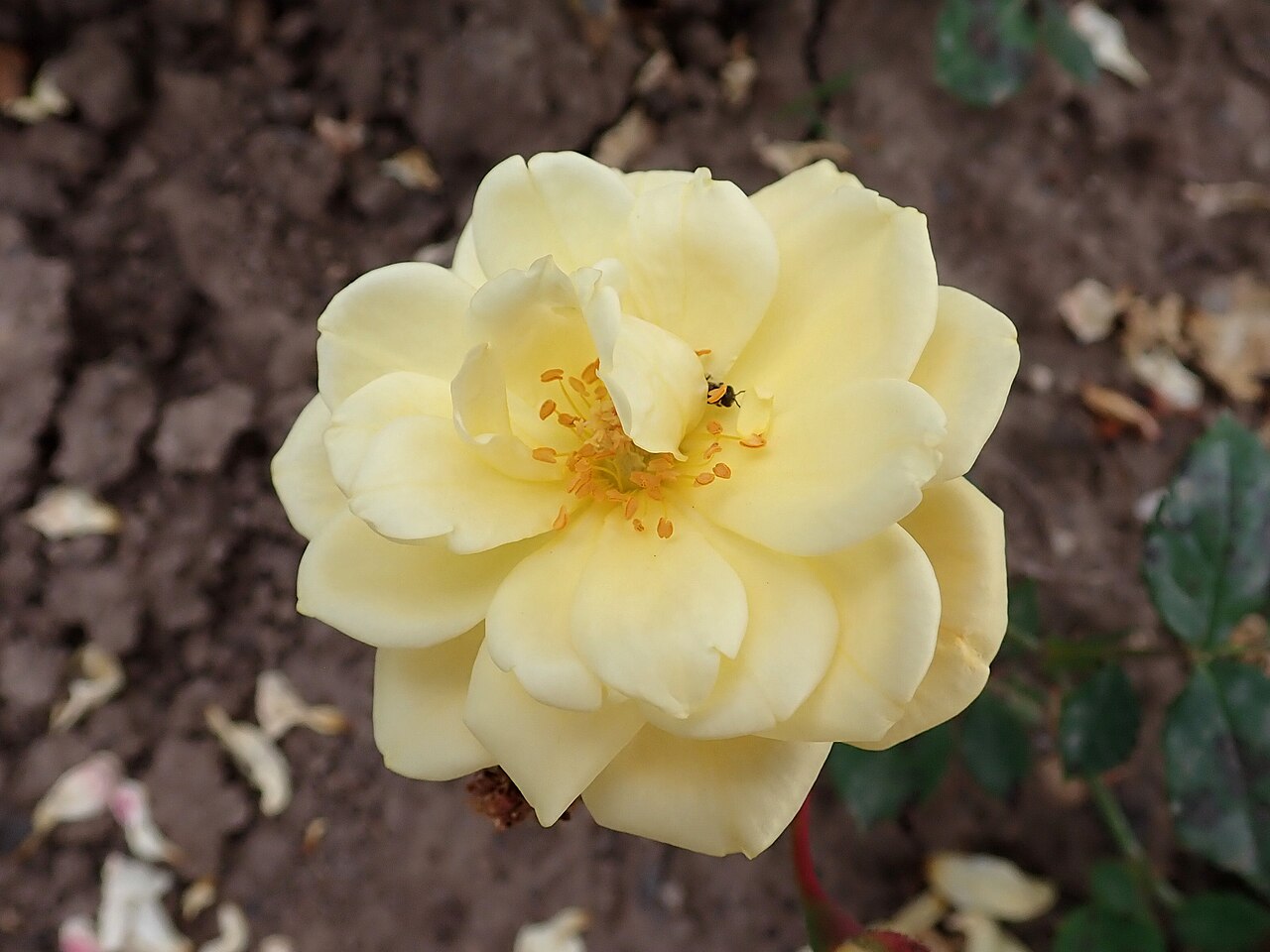 Yellow Pinocchio