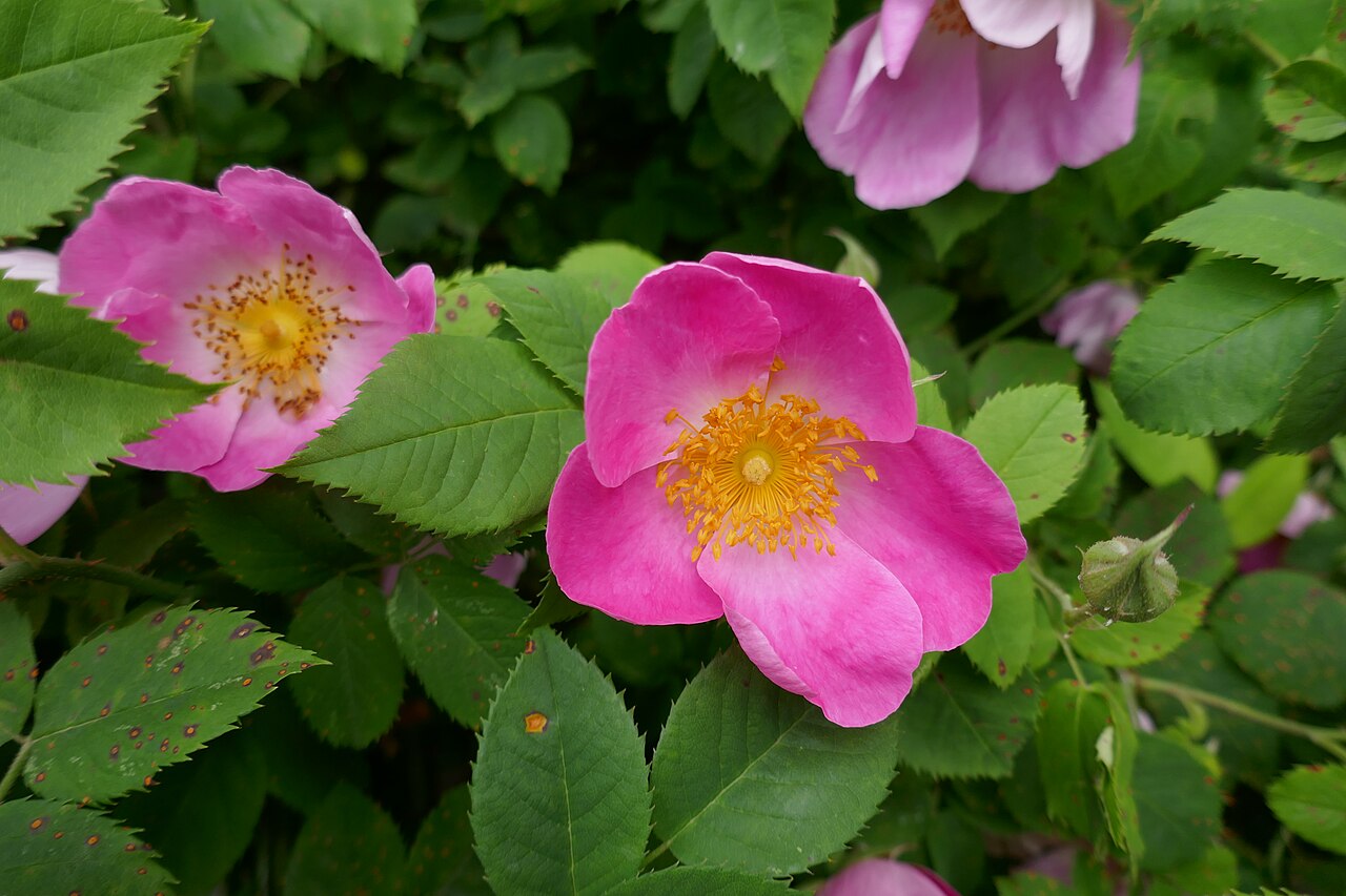 Rosa gallica var. velutinæflora Rouy