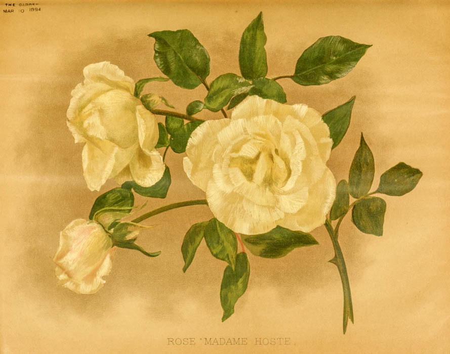 Madame Hoste