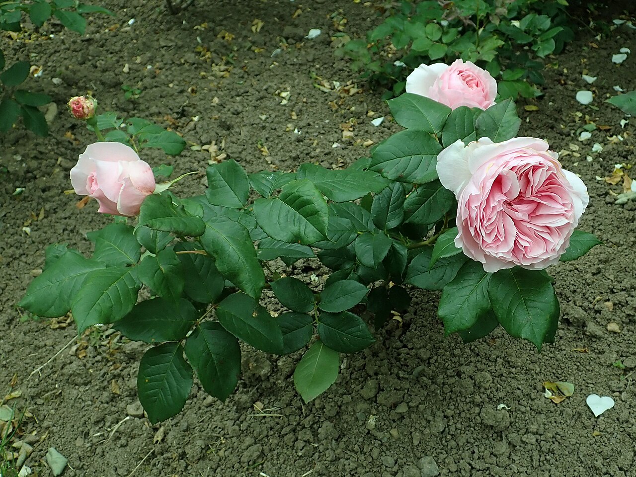 Gartenträume