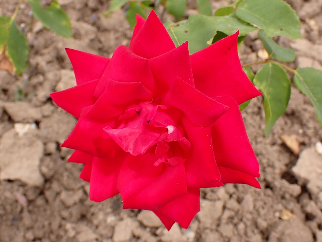 Royal Scarlet