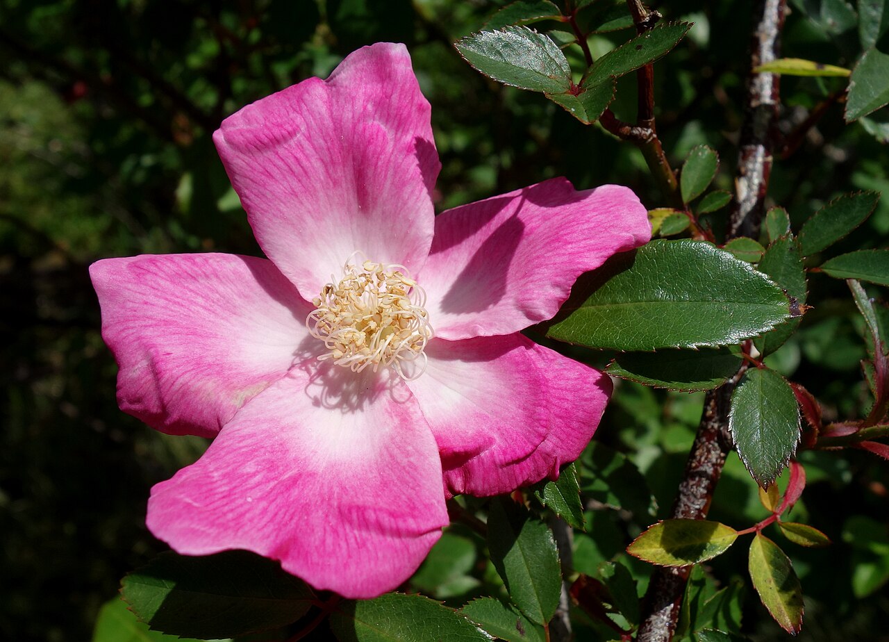 The Bishop's Rambler