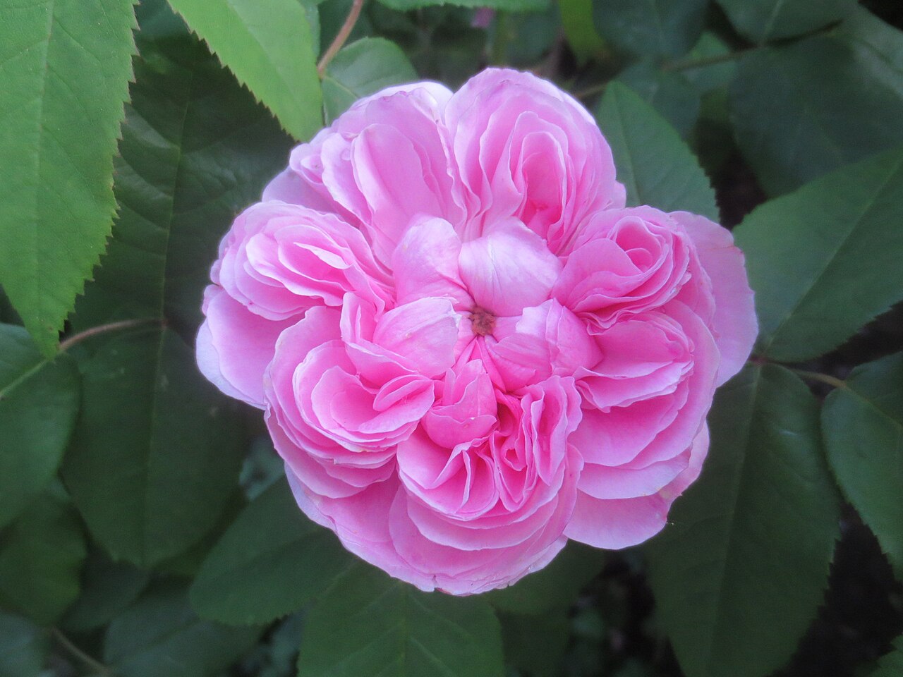 Jacques Cartier