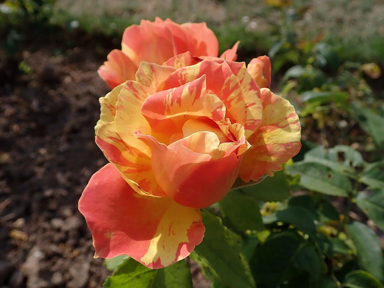 Paul Cézanne