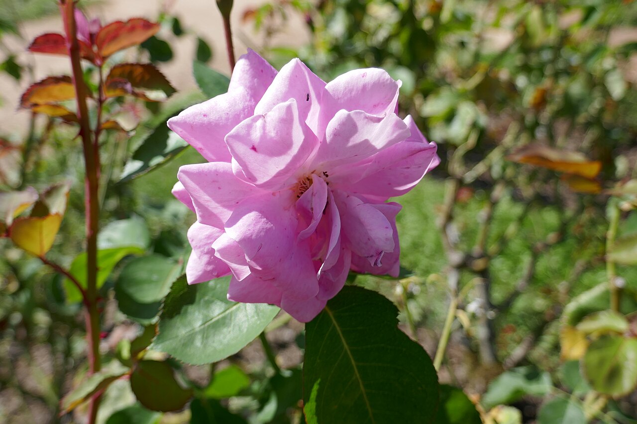 Marguerite Rose