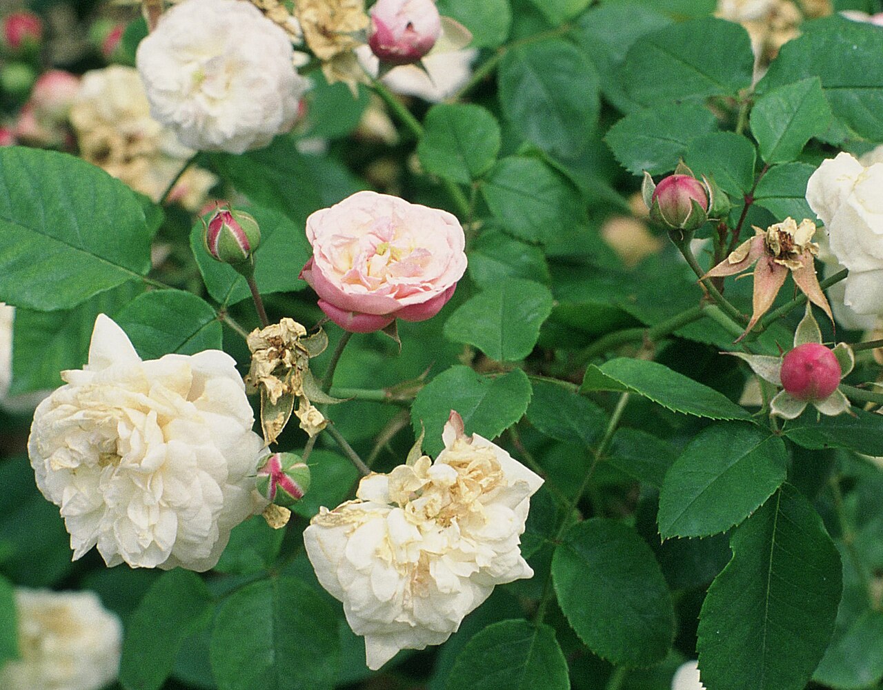 Duchesse de Grammont