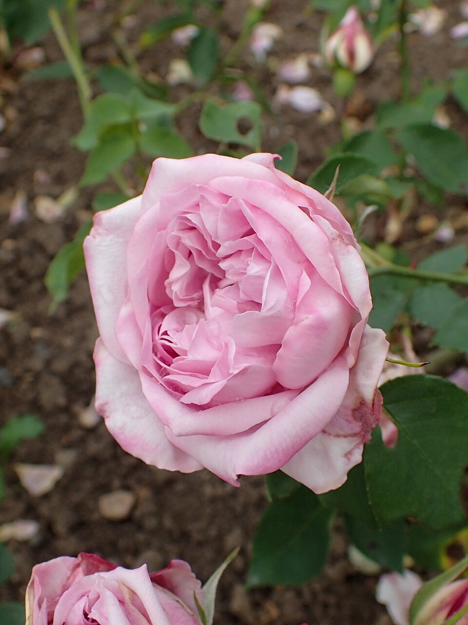 Pierre de St.-Cyr