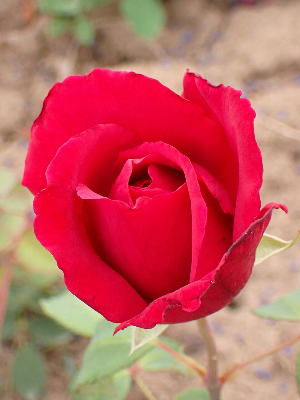 Lady Helen Maglona