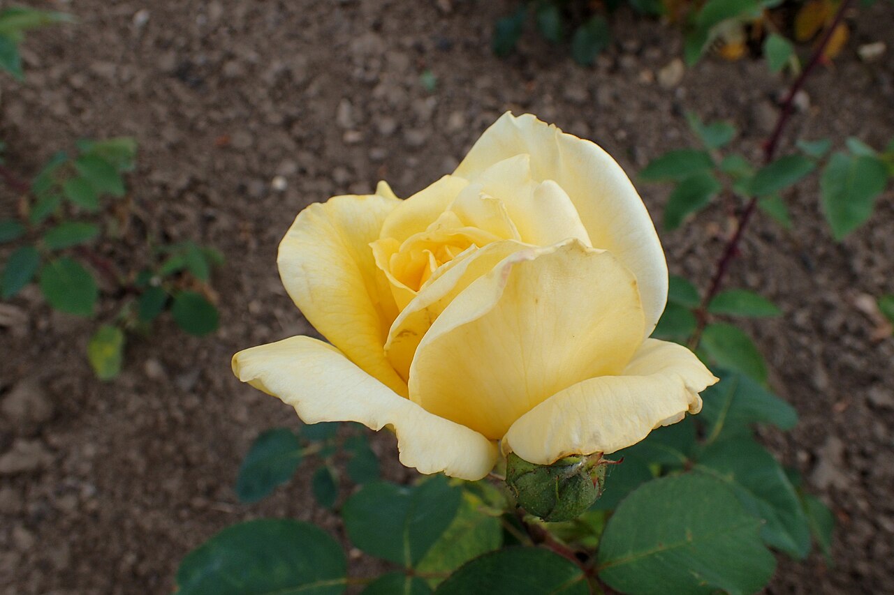 Amarillo