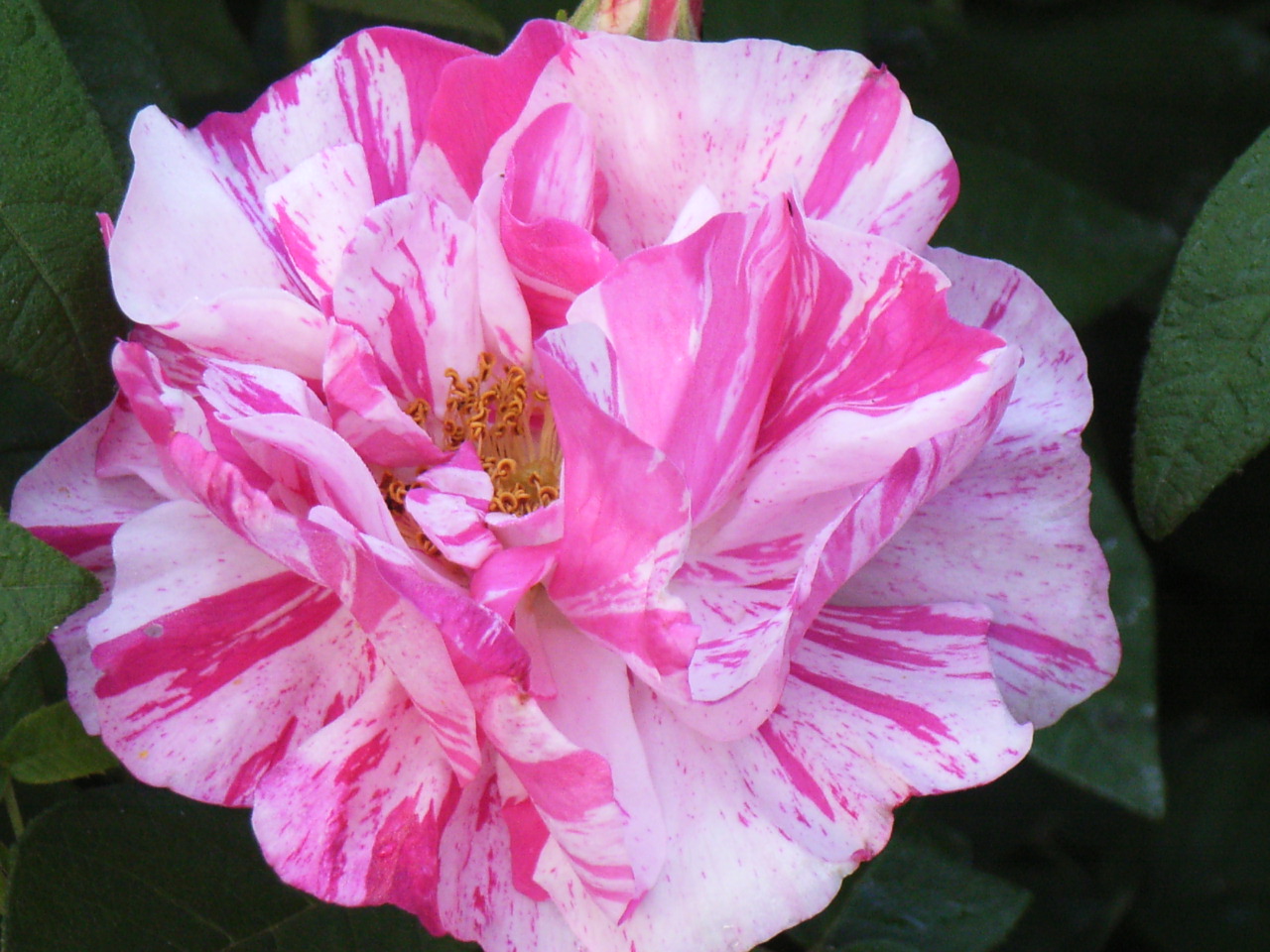 Rosa gallica var. versicolor L.