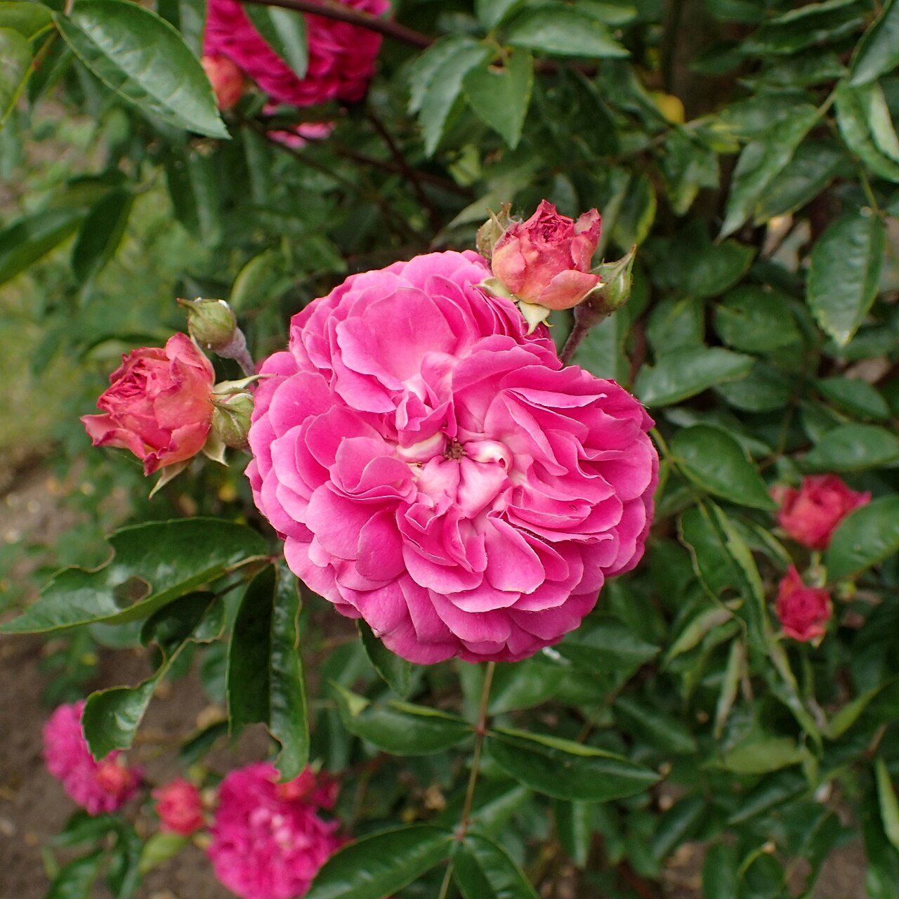 Printemps Fleuri