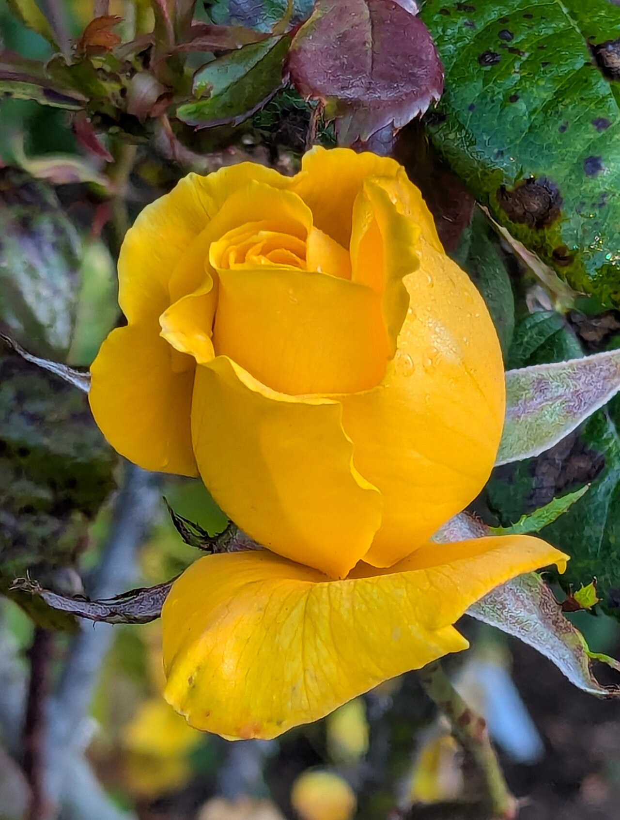 Midas Touch