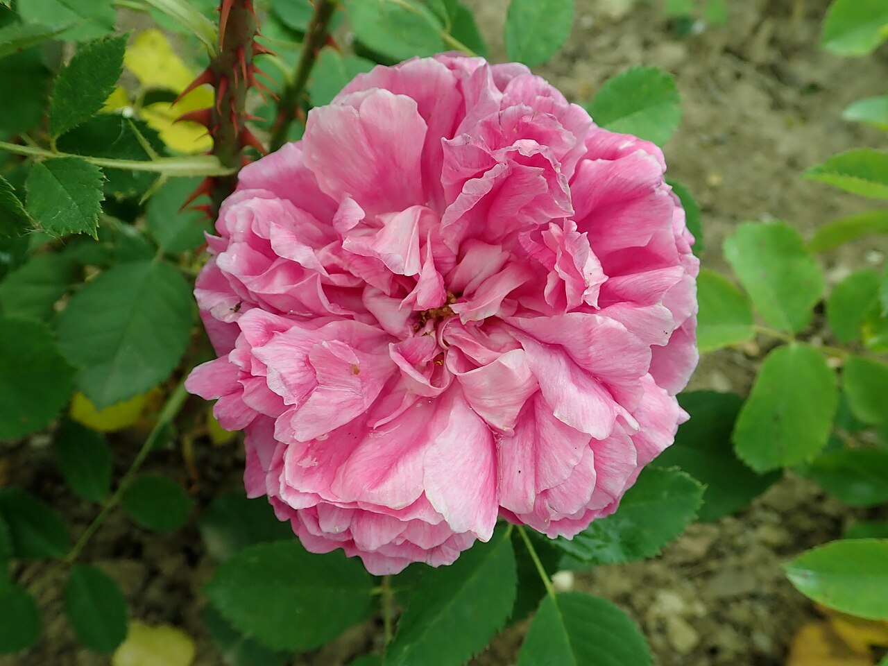 Paeonia