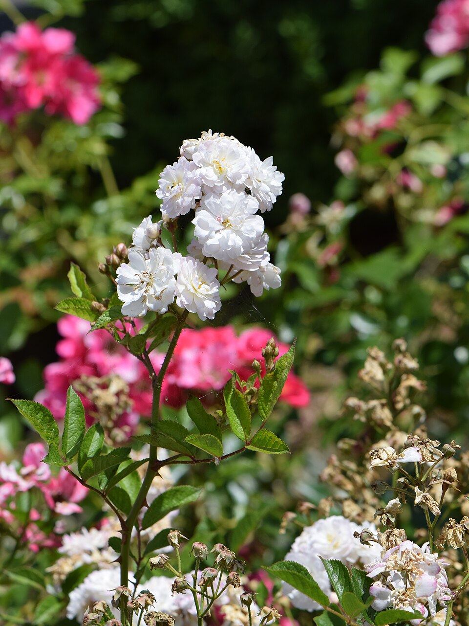 Blanche Cascade