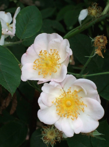Dupontii