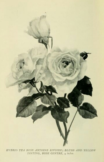 Antoine Rivoire