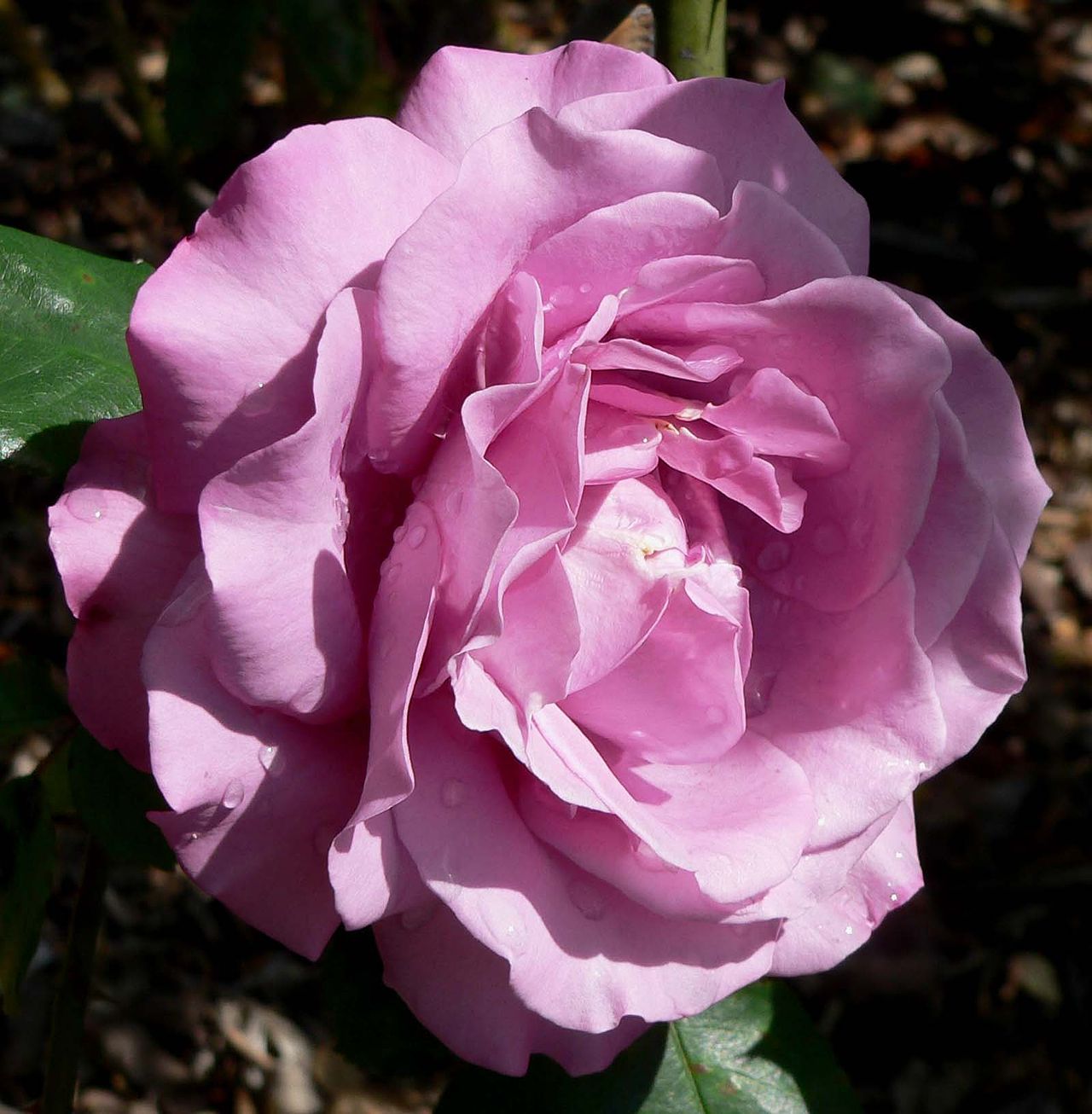 Royal Amethyst
