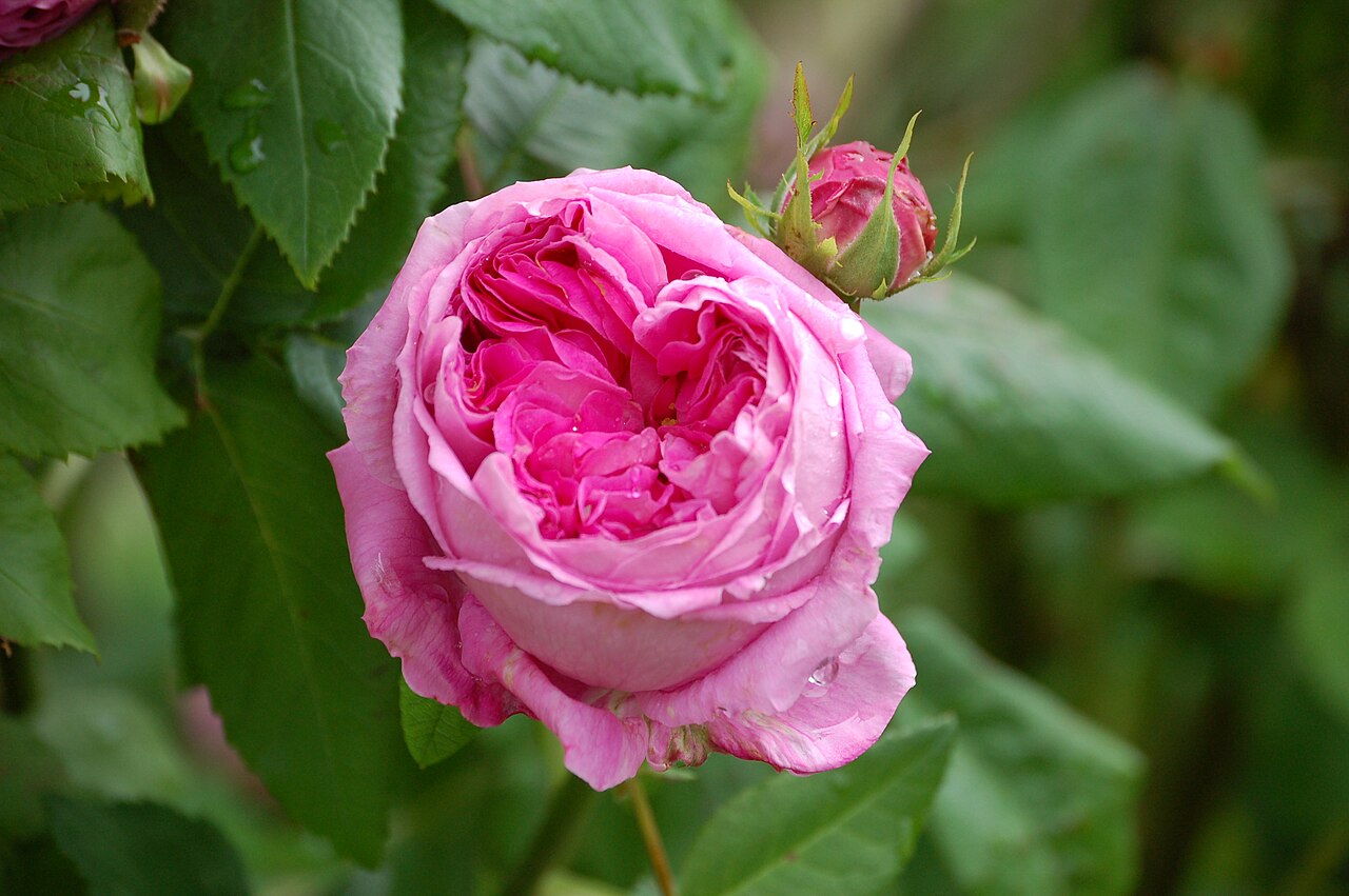 Duc de Cambridge