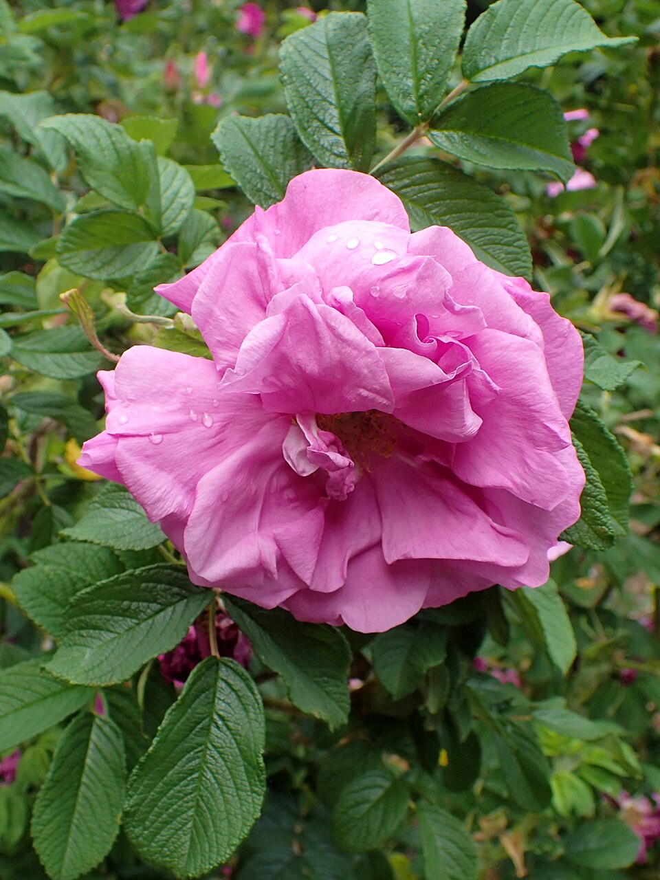 Mrs. Charles Frederick Worth