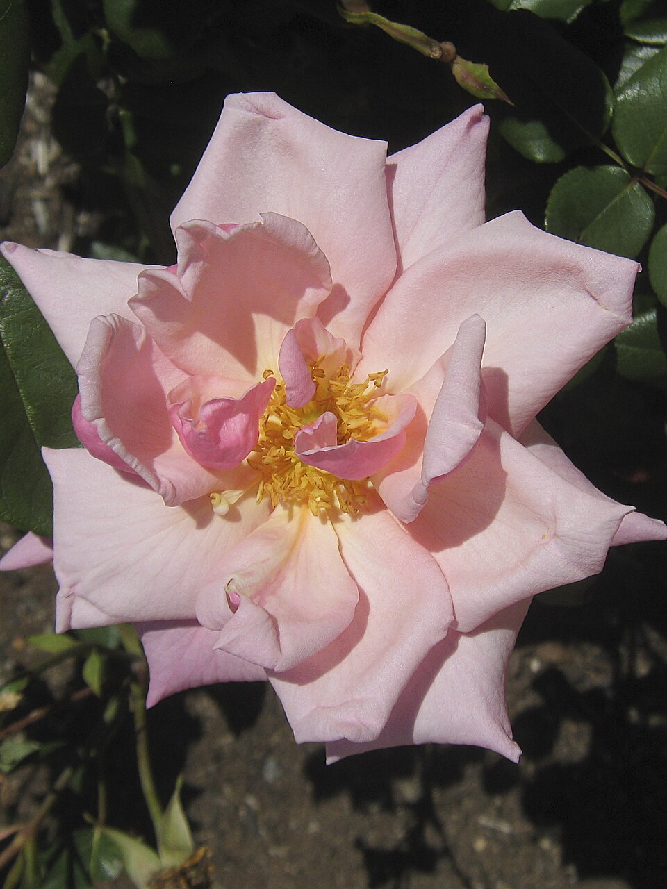 Pink Ophelia